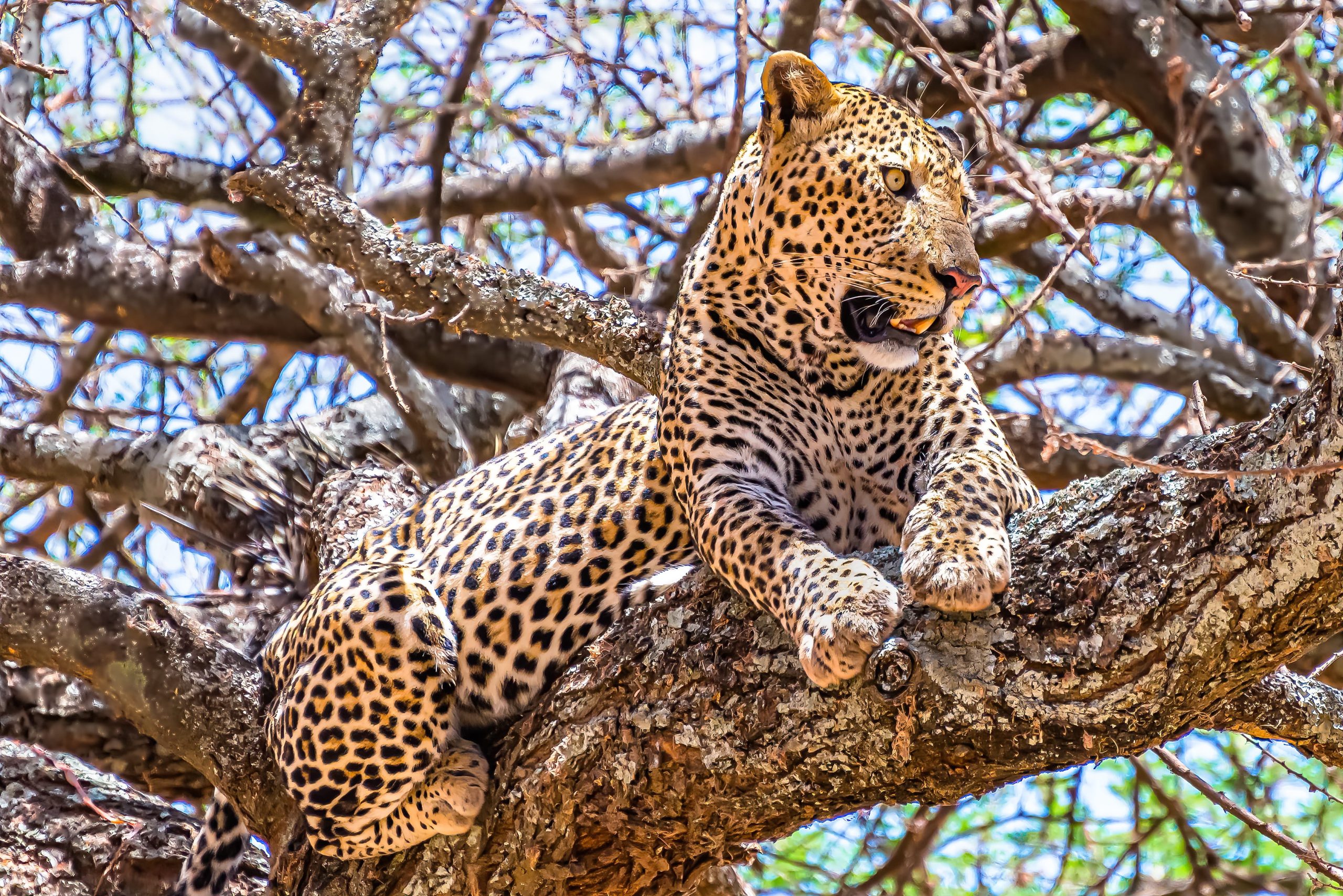 african-leopard-sitting-tree-looking-around-jungle-2