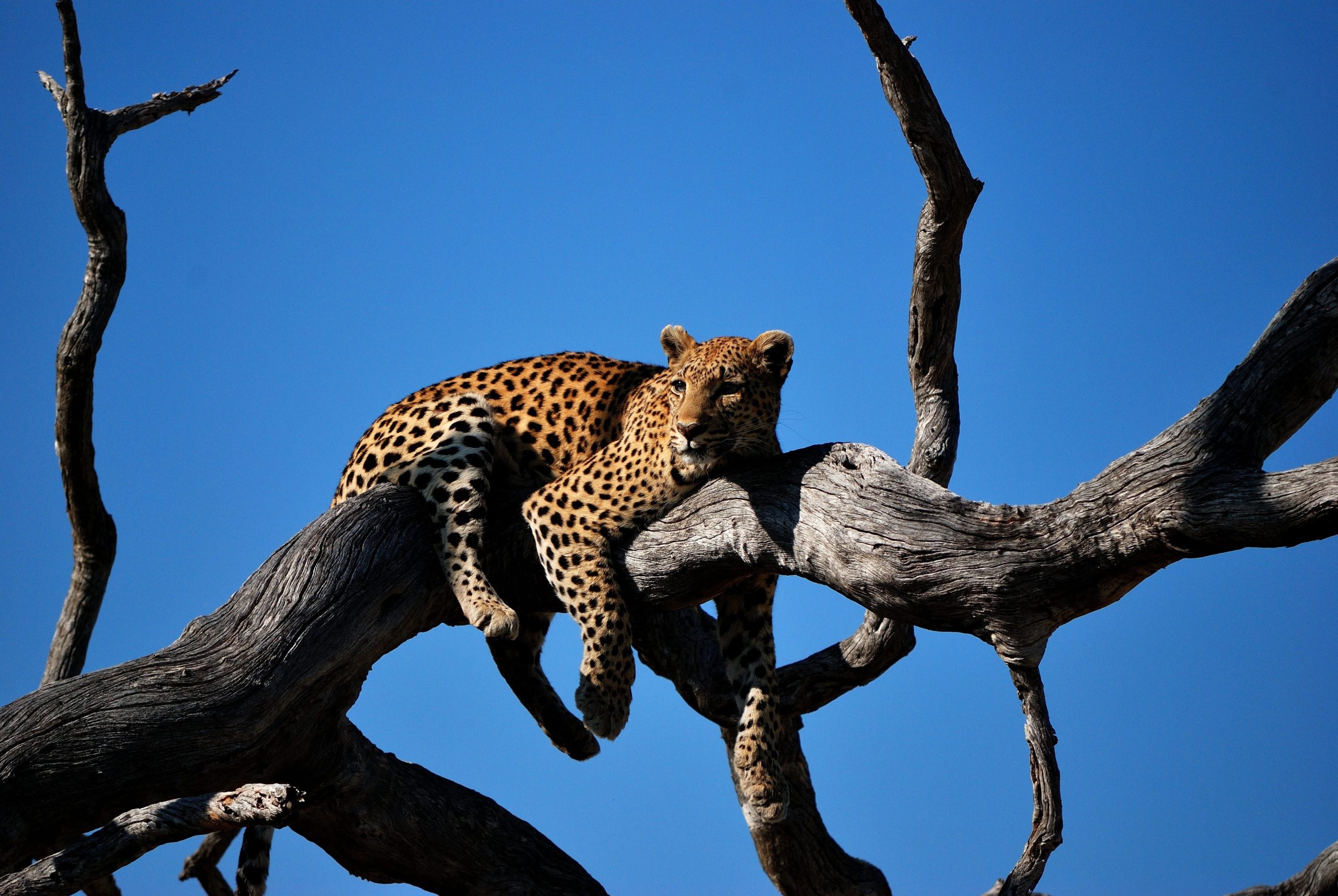 close-shot-leopard-laying-tree-with-blue-sky-background-2