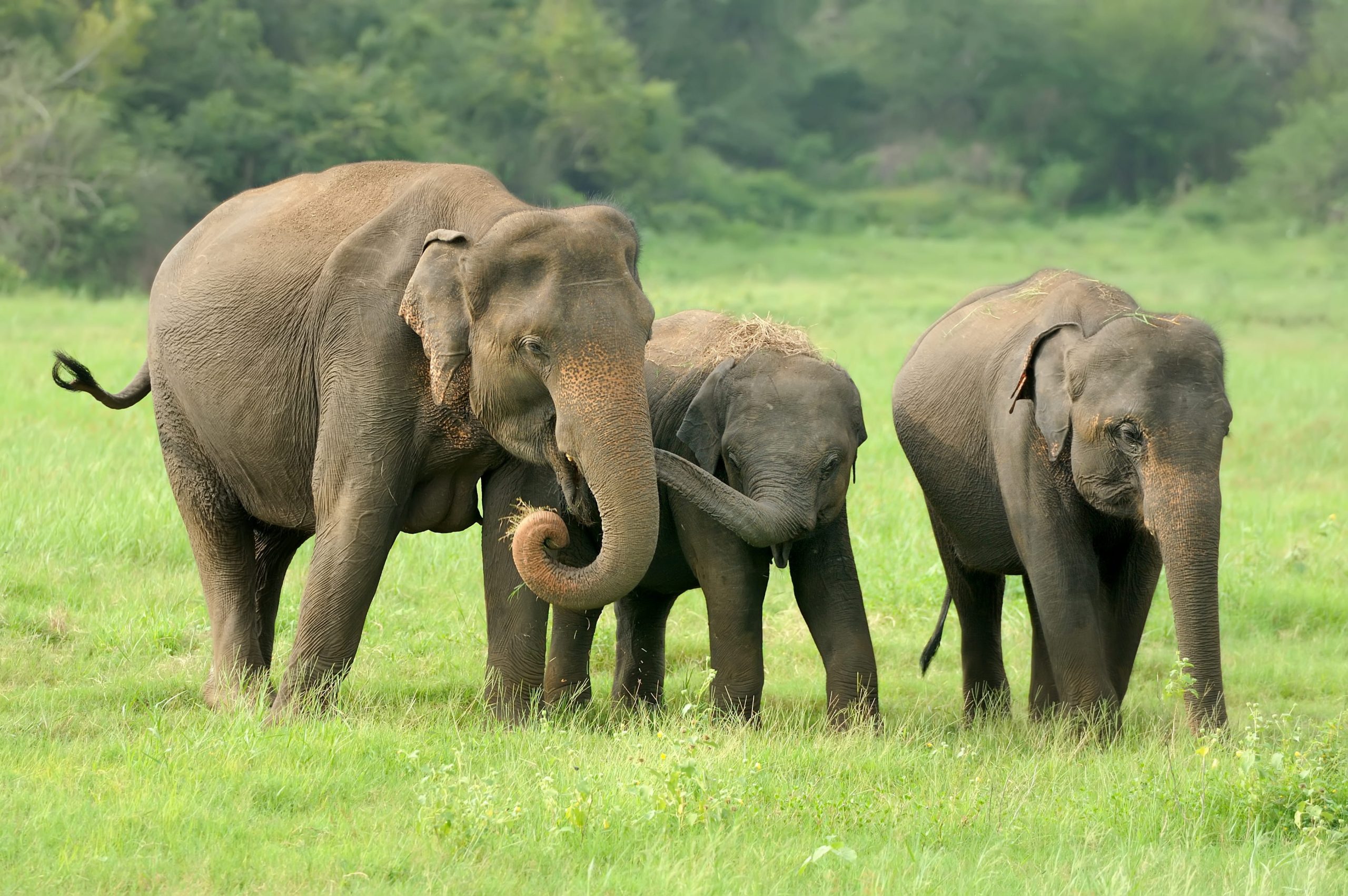 elephants-national-park-sri-lanka-2